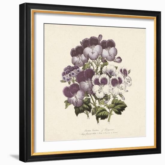 Pelargonium-Jo Starkey-Framed Giclee Print