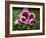 Pelargonium-Audrey-Framed Giclee Print