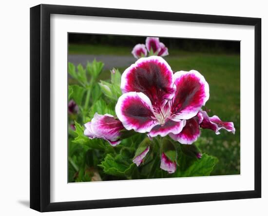 Pelargonium-Audrey-Framed Giclee Print