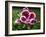 Pelargonium-Audrey-Framed Giclee Print