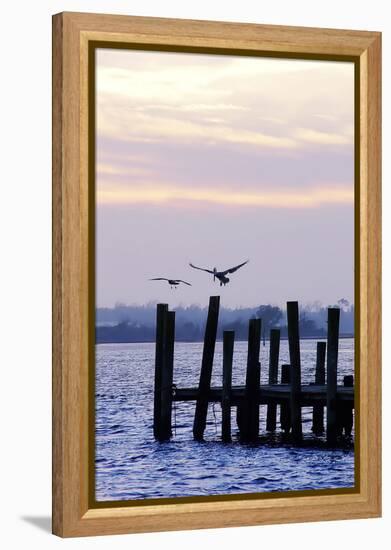 Pelican and Friend-Alan Hausenflock-Framed Premier Image Canvas