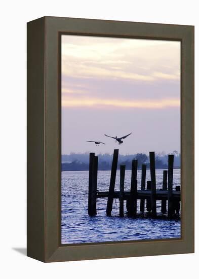 Pelican and Friend-Alan Hausenflock-Framed Premier Image Canvas