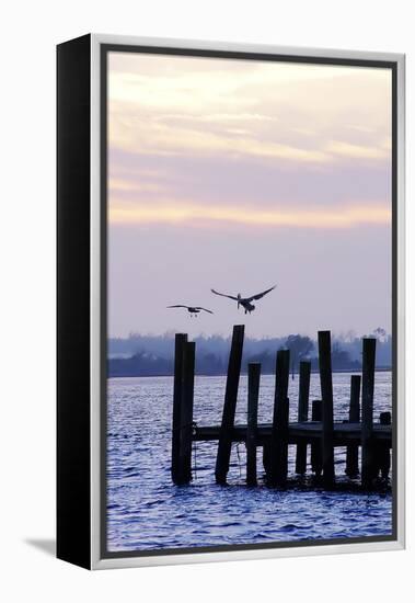 Pelican and Friend-Alan Hausenflock-Framed Premier Image Canvas