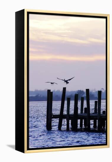 Pelican and Friend-Alan Hausenflock-Framed Premier Image Canvas