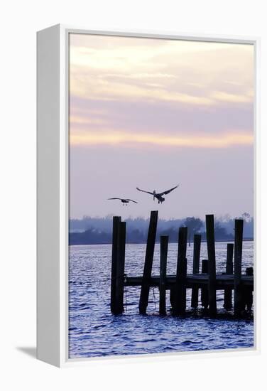 Pelican and Friend-Alan Hausenflock-Framed Premier Image Canvas