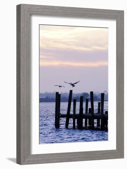 Pelican and Friend-Alan Hausenflock-Framed Photographic Print