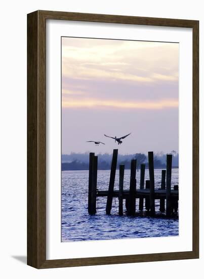 Pelican and Friend-Alan Hausenflock-Framed Photographic Print