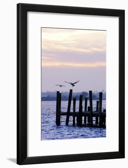 Pelican and Friend-Alan Hausenflock-Framed Photographic Print