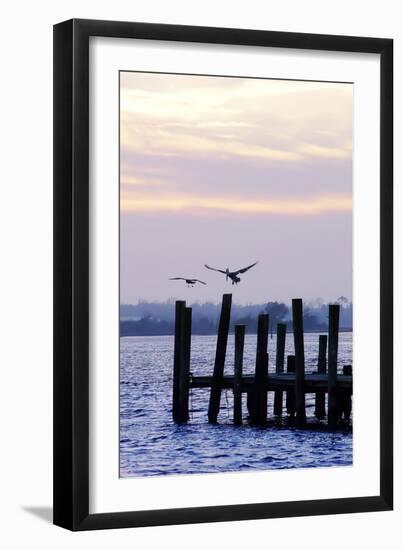 Pelican and Friend-Alan Hausenflock-Framed Photographic Print