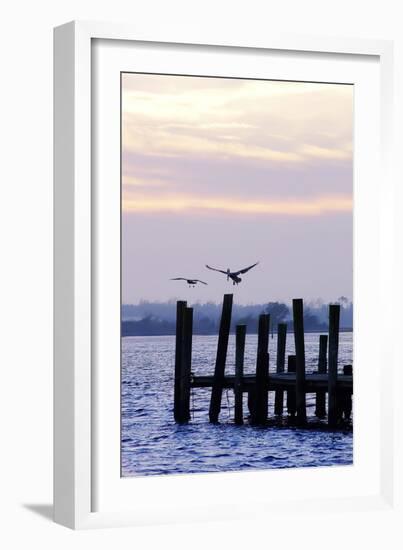 Pelican and Friend-Alan Hausenflock-Framed Photographic Print