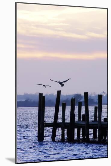 Pelican and Friend-Alan Hausenflock-Mounted Photographic Print