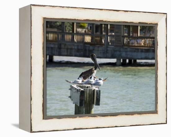 Pelican and Sea Birds on Post, Key West, Florida, USA-R H Productions-Framed Premier Image Canvas