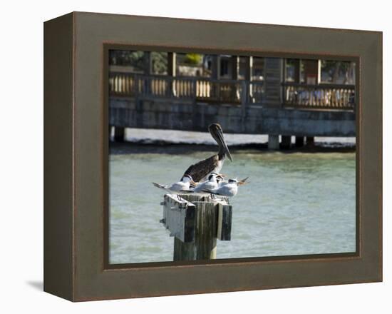 Pelican and Sea Birds on Post, Key West, Florida, USA-R H Productions-Framed Premier Image Canvas