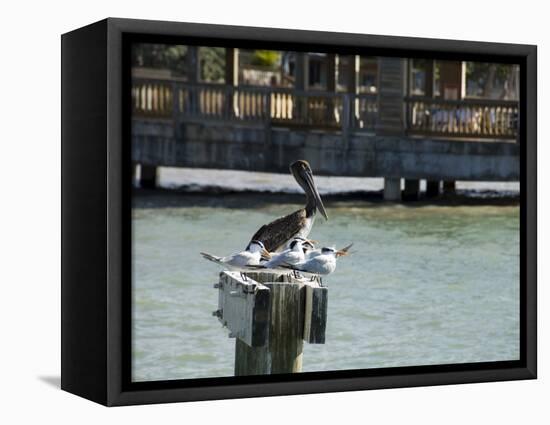 Pelican and Sea Birds on Post, Key West, Florida, USA-R H Productions-Framed Premier Image Canvas