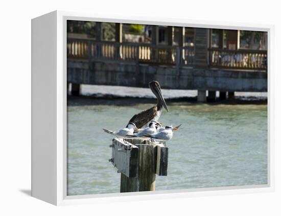Pelican and Sea Birds on Post, Key West, Florida, USA-R H Productions-Framed Premier Image Canvas