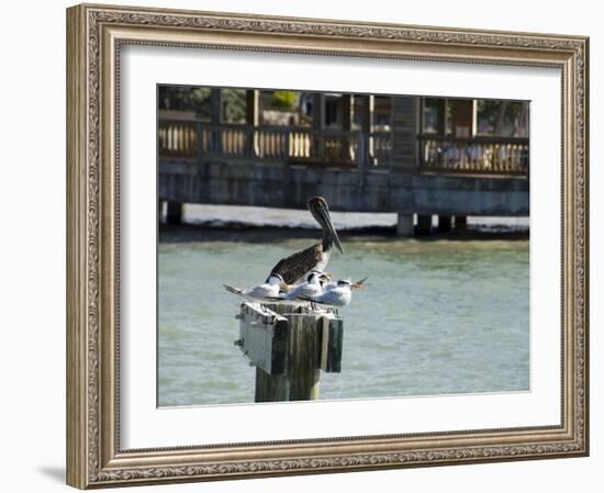 Pelican and Sea Birds on Post, Key West, Florida, USA-R H Productions-Framed Photographic Print