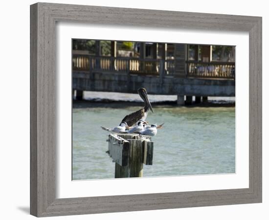 Pelican and Sea Birds on Post, Key West, Florida, USA-R H Productions-Framed Photographic Print