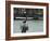 Pelican and Sea Birds on Post, Key West, Florida, USA-R H Productions-Framed Photographic Print