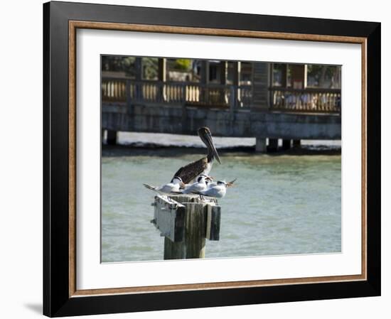 Pelican and Sea Birds on Post, Key West, Florida, USA-R H Productions-Framed Photographic Print