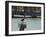Pelican and Sea Birds on Post, Key West, Florida, USA-R H Productions-Framed Photographic Print