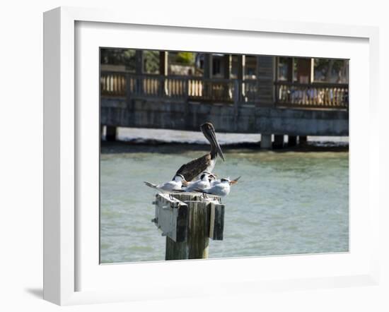 Pelican and Sea Birds on Post, Key West, Florida, USA-R H Productions-Framed Photographic Print