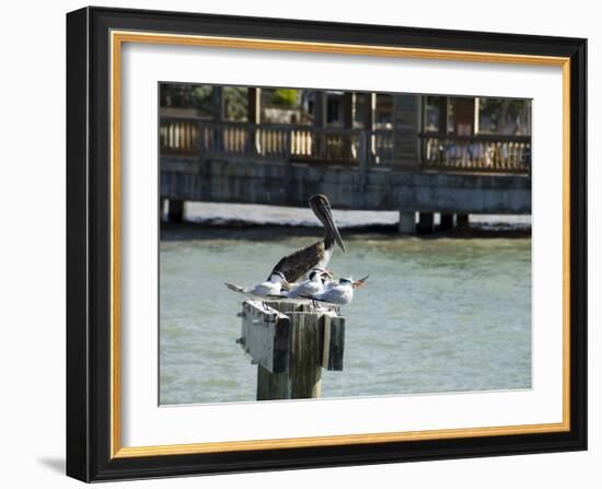 Pelican and Sea Birds on Post, Key West, Florida, USA-R H Productions-Framed Photographic Print
