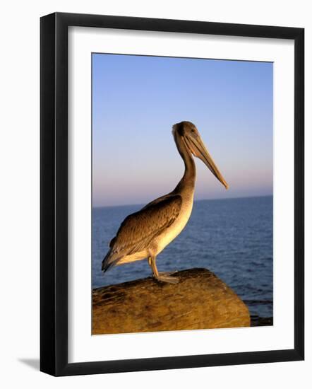 Pelican at Sunset, Sterns Wharf, Santa Barbara, California, USA-Savanah Stewart-Framed Photographic Print