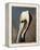 Pelican Bay-Sydney Edmunds-Framed Premier Image Canvas