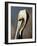 Pelican Bay-Sydney Edmunds-Framed Giclee Print