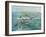 Pelican Beach-Bruce Nawrocke-Framed Art Print