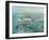 Pelican Beach-Bruce Nawrocke-Framed Art Print