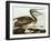 Pelican by the Bay-Stellar Design Studio-Framed Art Print