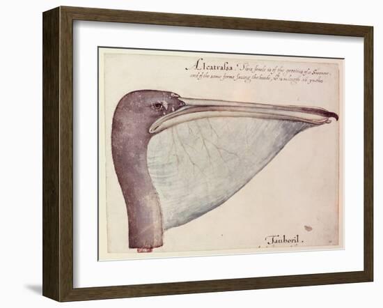 Pelican, C.1590-John White-Framed Giclee Print