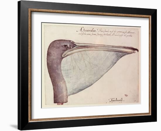 Pelican, C.1590-John White-Framed Giclee Print