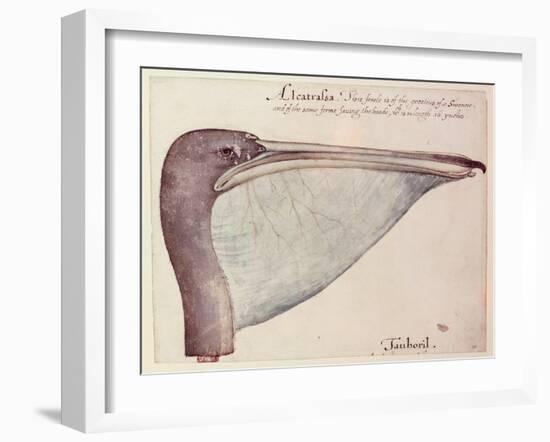 Pelican, C.1590-John White-Framed Giclee Print