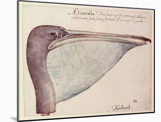 Pelican, C.1590-John White-Mounted Giclee Print