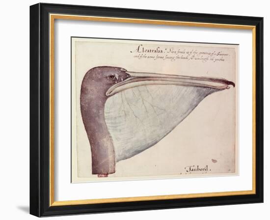 Pelican, C.1590-John White-Framed Giclee Print