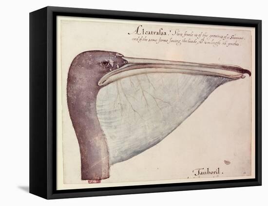 Pelican, C.1590-John White-Framed Premier Image Canvas