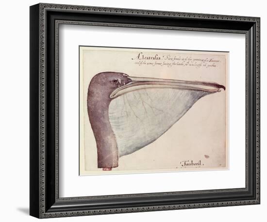 Pelican, C.1590-John White-Framed Giclee Print