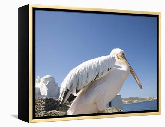 Pelican, Chora, Mykonos, Cyclades, Greek Islands, Greece, Europe-Angelo Cavalli-Framed Premier Image Canvas
