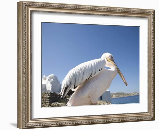 Pelican, Chora, Mykonos, Cyclades, Greek Islands, Greece, Europe-Angelo Cavalli-Framed Photographic Print