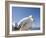 Pelican, Chora, Mykonos, Cyclades, Greek Islands, Greece, Europe-Angelo Cavalli-Framed Photographic Print