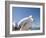 Pelican, Chora, Mykonos, Cyclades, Greek Islands, Greece, Europe-Angelo Cavalli-Framed Photographic Print