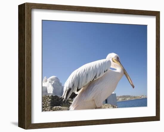 Pelican, Chora, Mykonos, Cyclades, Greek Islands, Greece, Europe-Angelo Cavalli-Framed Photographic Print