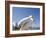 Pelican, Chora, Mykonos, Cyclades, Greek Islands, Greece, Europe-Angelo Cavalli-Framed Photographic Print