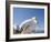 Pelican, Chora, Mykonos, Cyclades, Greek Islands, Greece, Europe-Angelo Cavalli-Framed Photographic Print