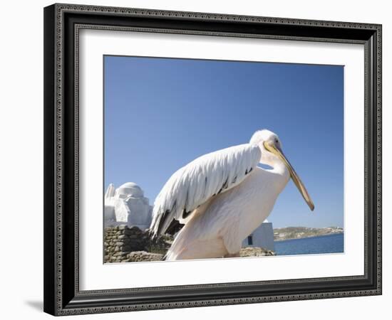 Pelican, Chora, Mykonos, Cyclades, Greek Islands, Greece, Europe-Angelo Cavalli-Framed Photographic Print