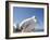 Pelican, Chora, Mykonos, Cyclades, Greek Islands, Greece, Europe-Angelo Cavalli-Framed Photographic Print