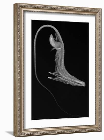 Pelican Eel-Sandra J. Raredon-Framed Premium Giclee Print