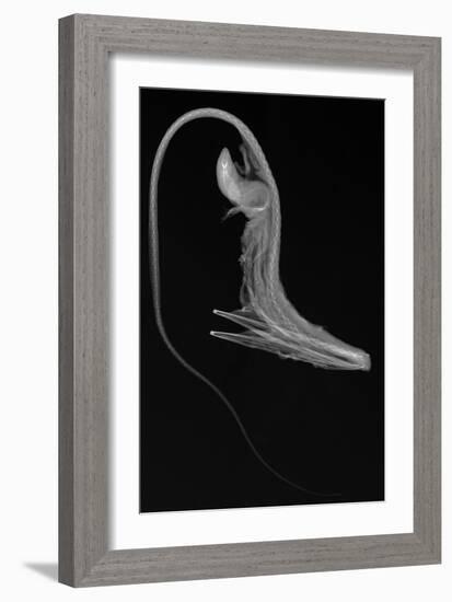 Pelican Eel-Sandra J. Raredon-Framed Premium Giclee Print